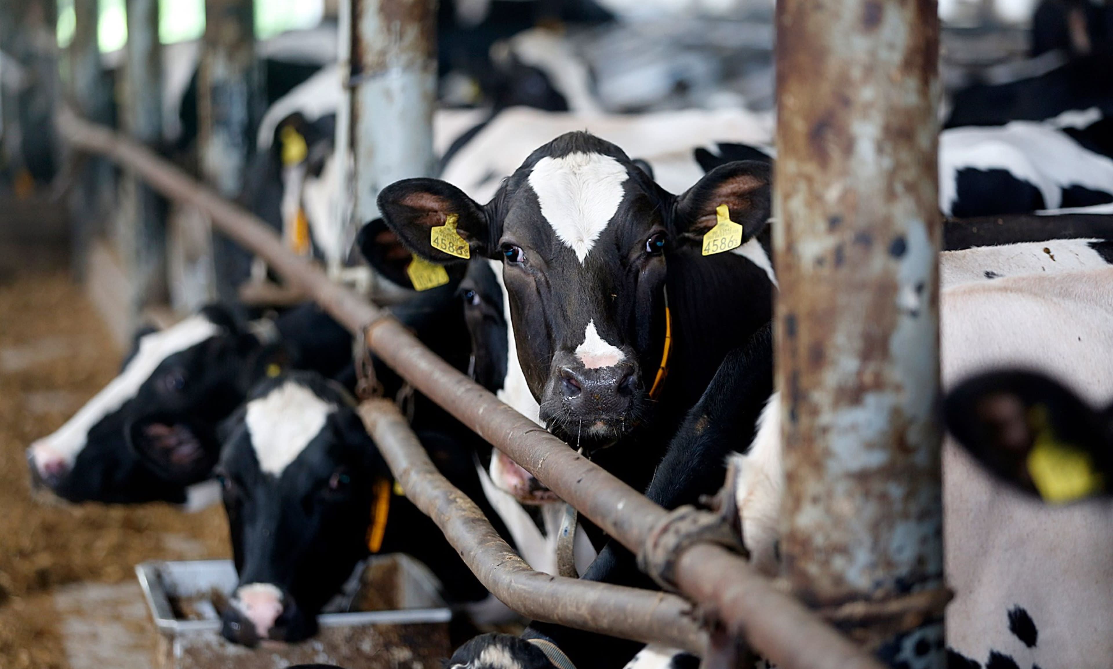 Cows Farm Feasibility Study